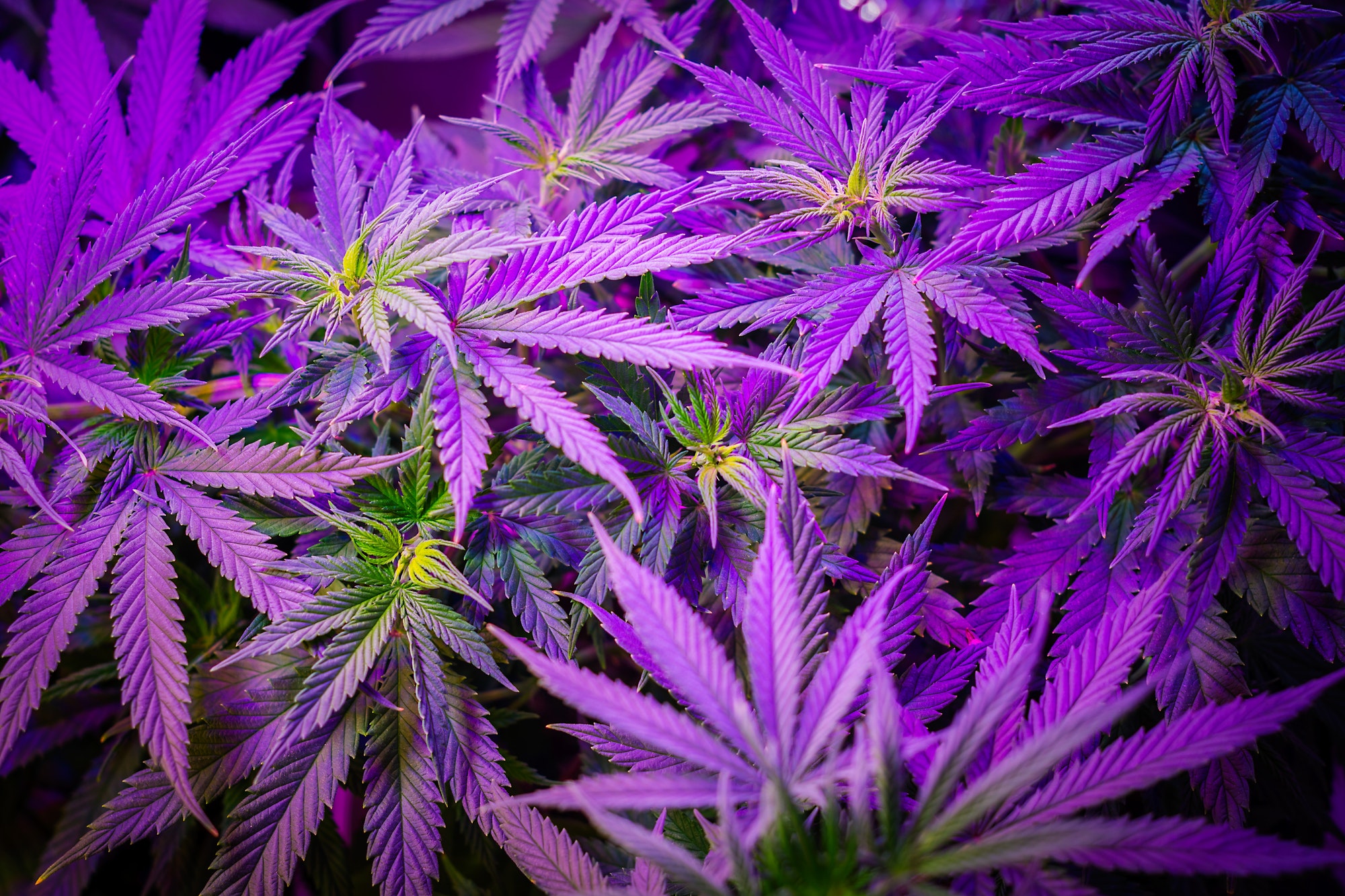 Purple kush marijuana cannabis leafs cultivating and growing medical marijuana